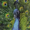 Peacock (koristetyyny 45x45 cm)